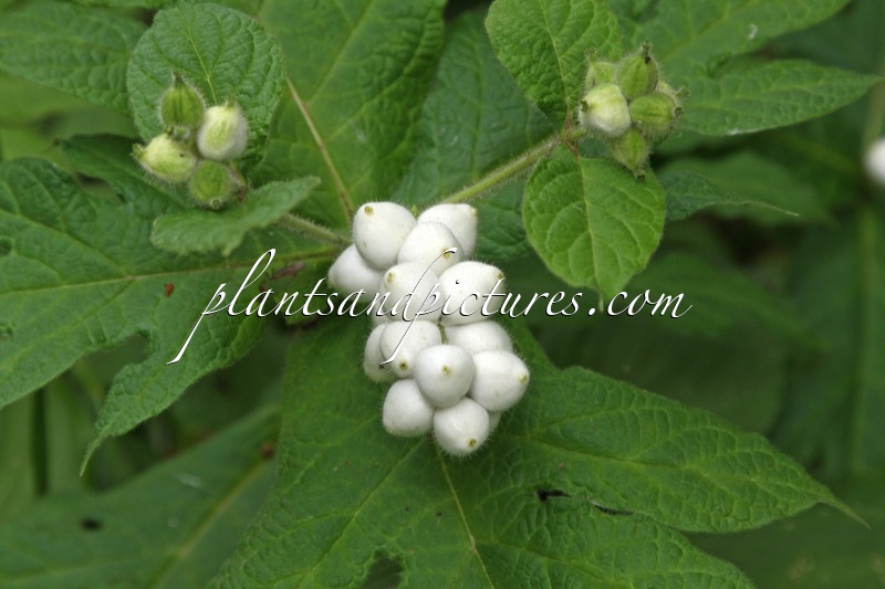 Triosteum pinnatifidum