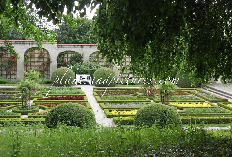 Buxus sempervirens