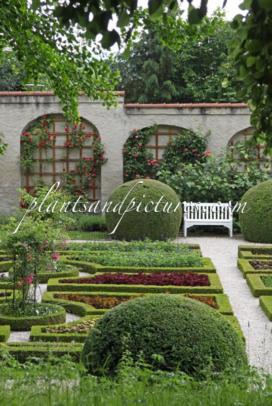 Buxus sempervirens