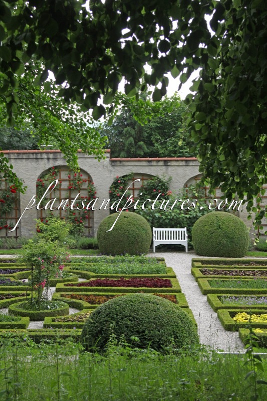Buxus sempervirens