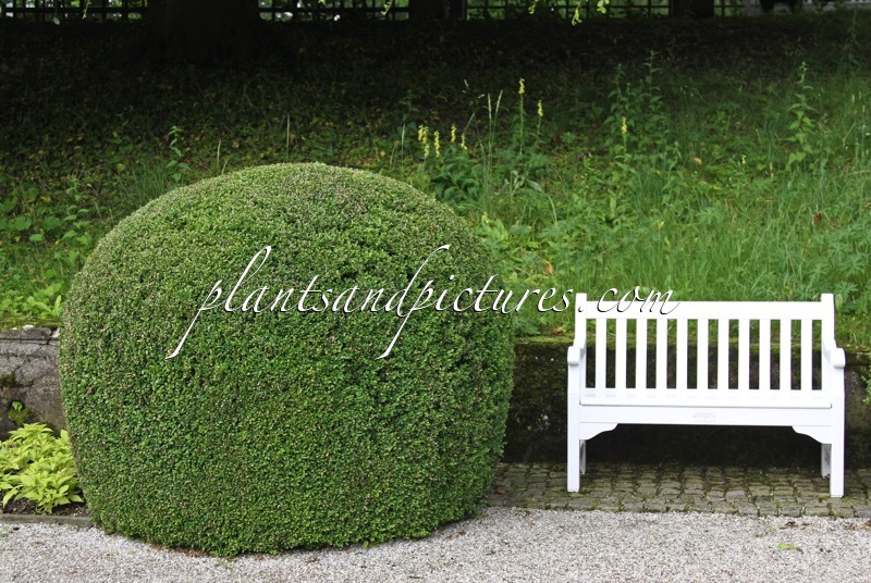 Buxus sempervirens