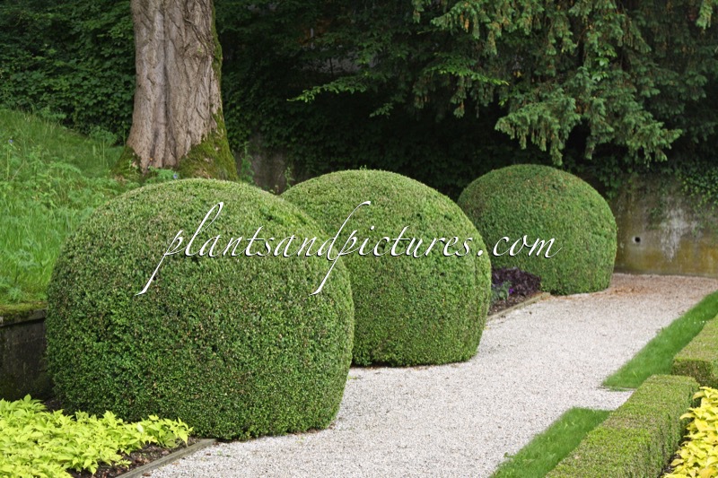 Buxus sempervirens