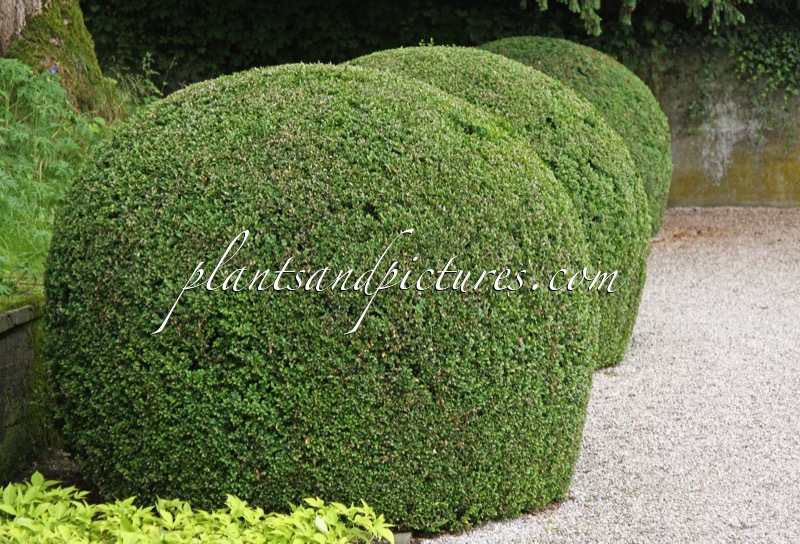 Buxus sempervirens