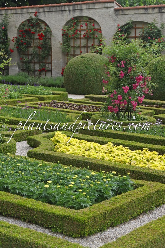 Buxus sempervirens