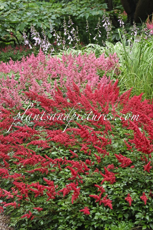 Astilbe ‘Red Sentinel’