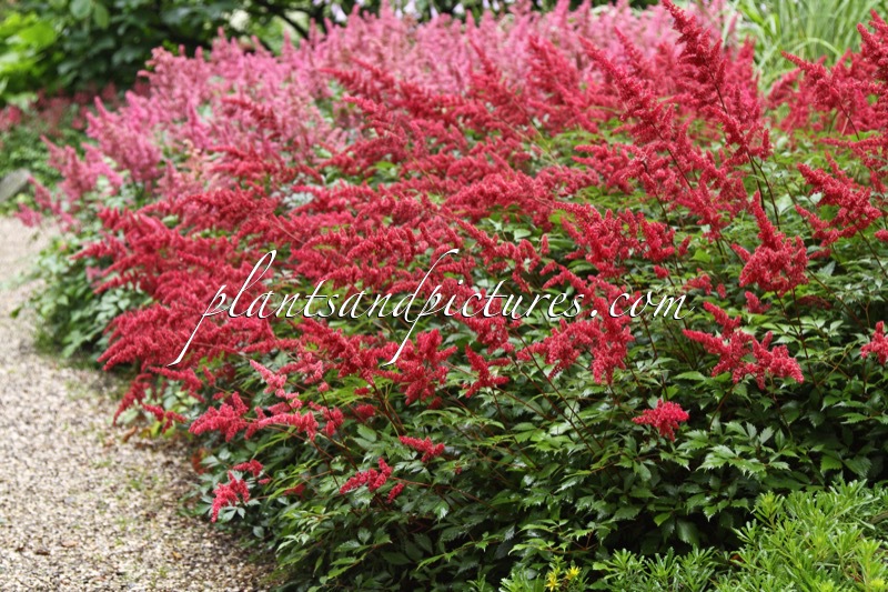 Astilbe ‘Red Sentinel’
