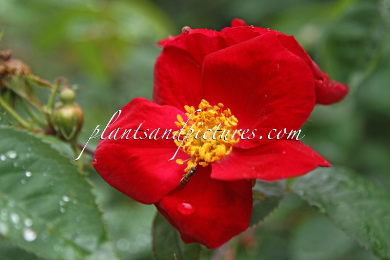 Rosa ‘Scharlachglut’