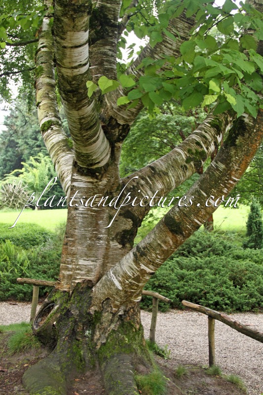 Betula maximowicziana