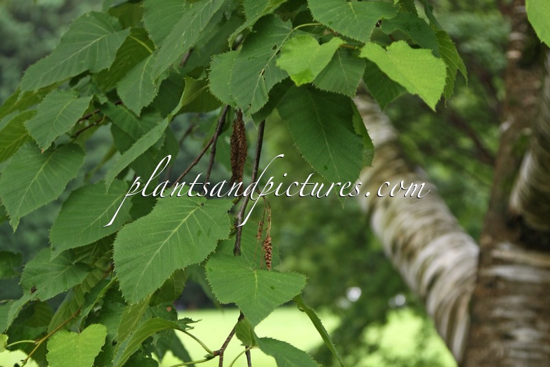 Betula maximowicziana