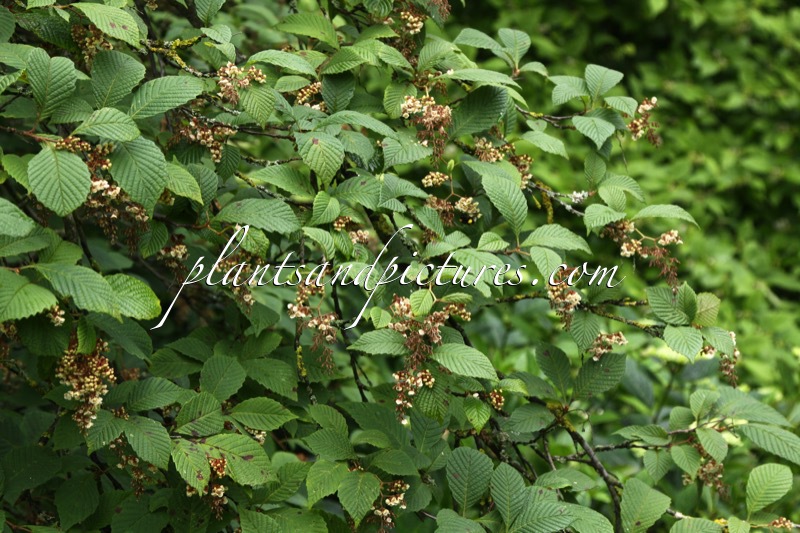 Meliosma dilleniifolia subsp. cuneifolia