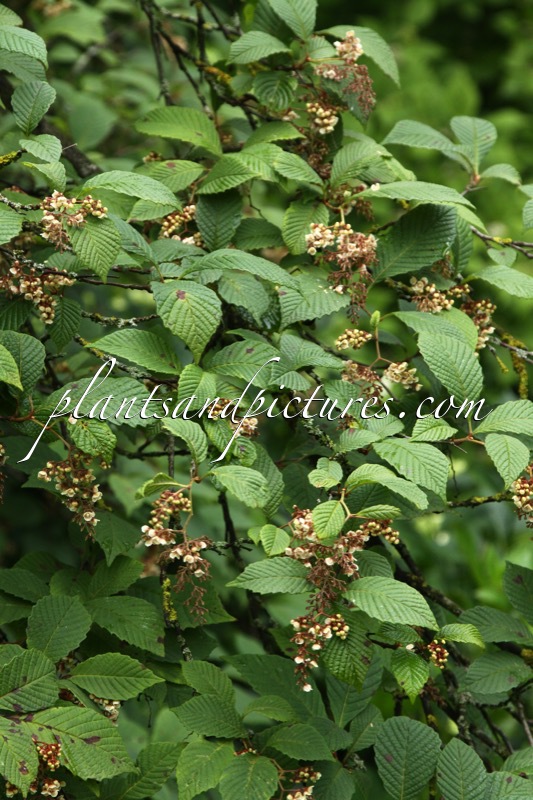 Meliosma dilleniifolia subsp. cuneifolia