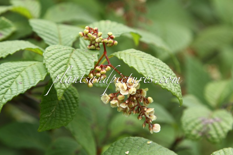 Meliosma dilleniifolia subsp. cuneifolia