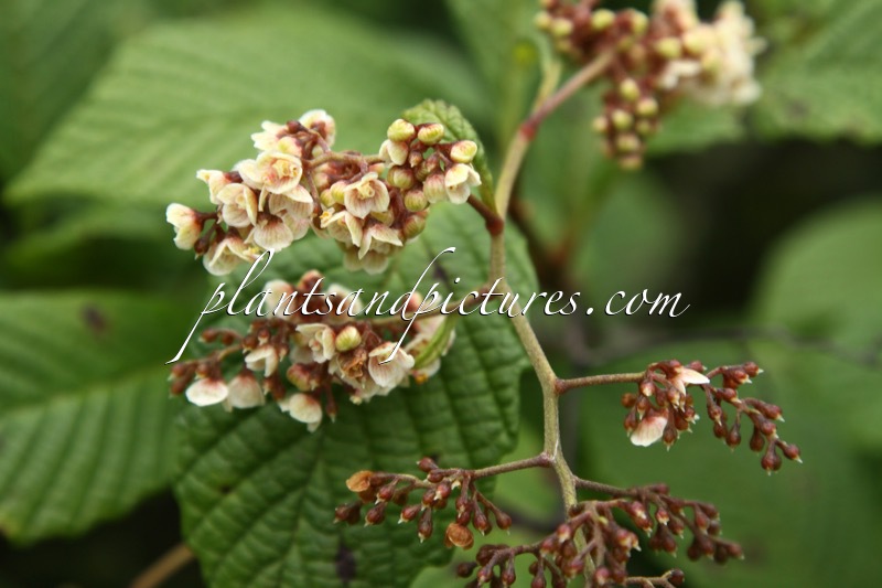 Meliosma dilleniifolia subsp. cuneifolia