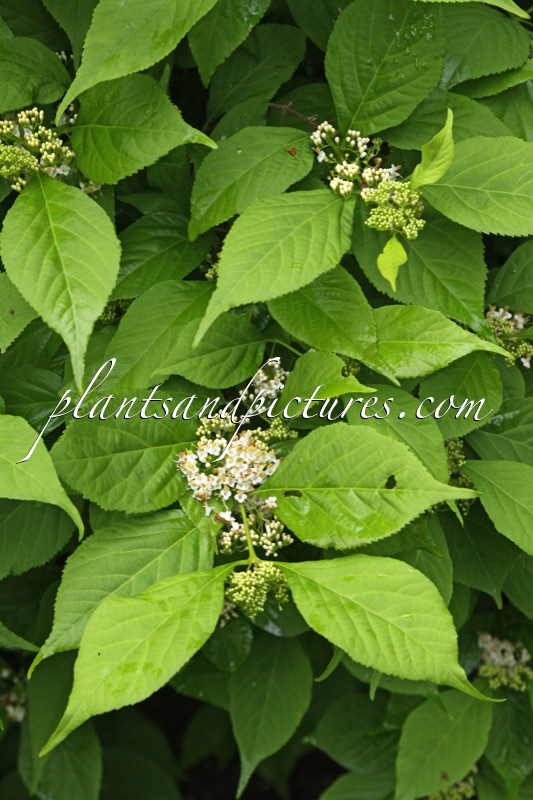 Callicarpa japonica ‘Leucocarpa’