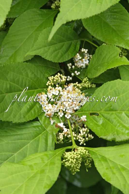 Callicarpa japonica ‘Leucocarpa’
