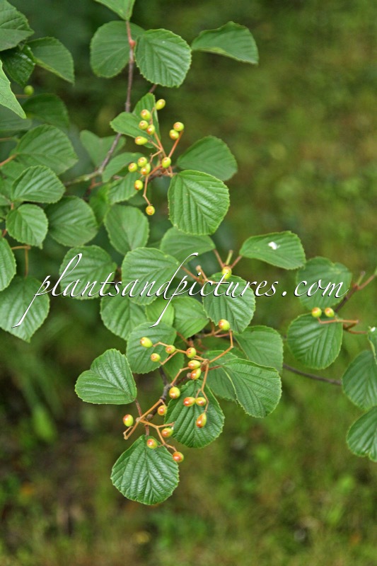 Viburnum lobophyllum