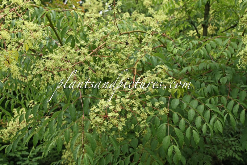 Aralia elata