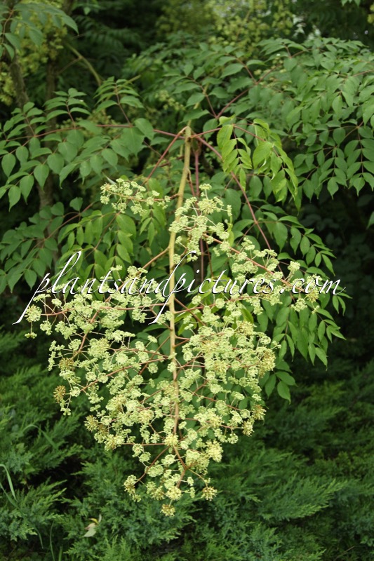 Aralia elata