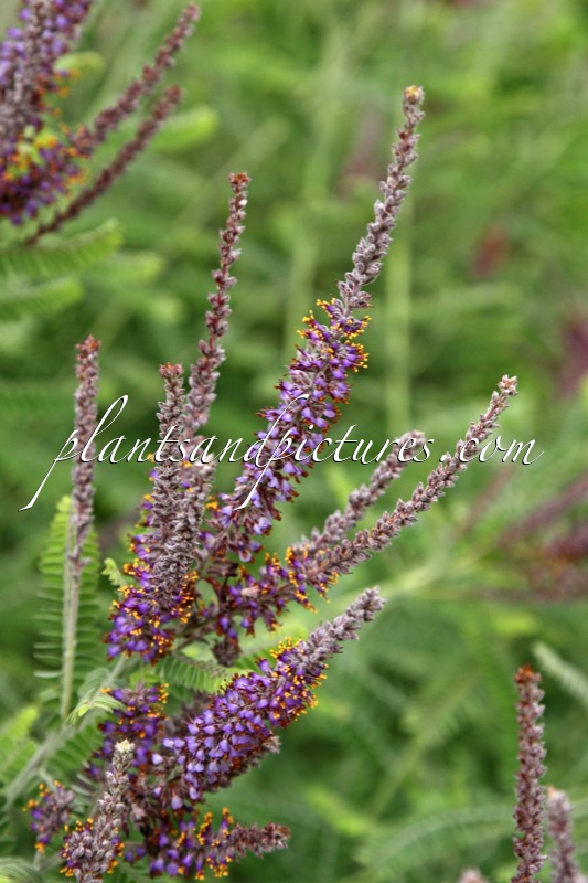 Amorpha canescens