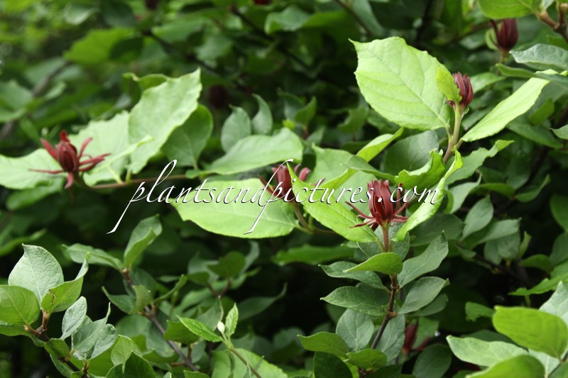 Calycanthus floridus var. laevigatus