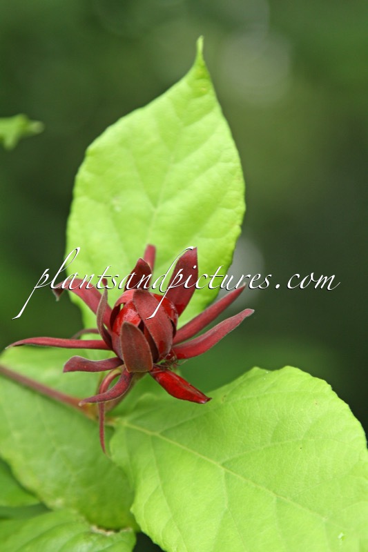 Calycanthus floridus var. laevigatus