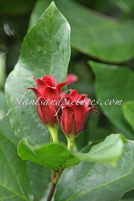 Calycanthus floridus ‘Purpureus’