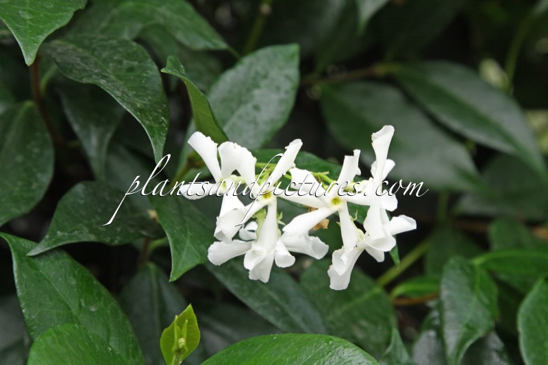 Trachelospermum jasminoides