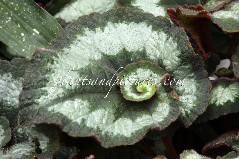 Begonia ‘Escargot’