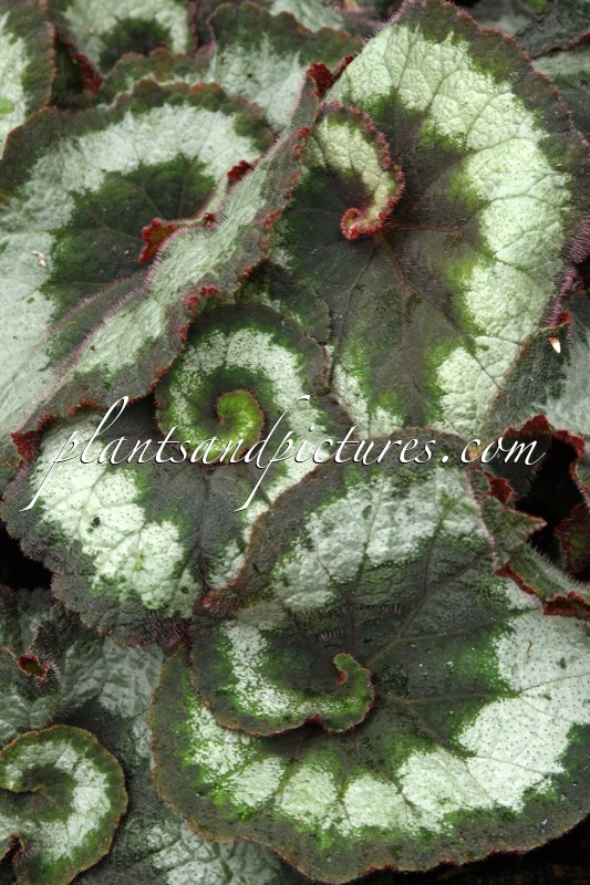 Begonia ‘Escargot’