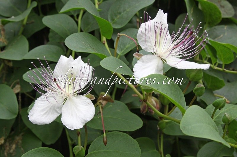 Capparis spinosa