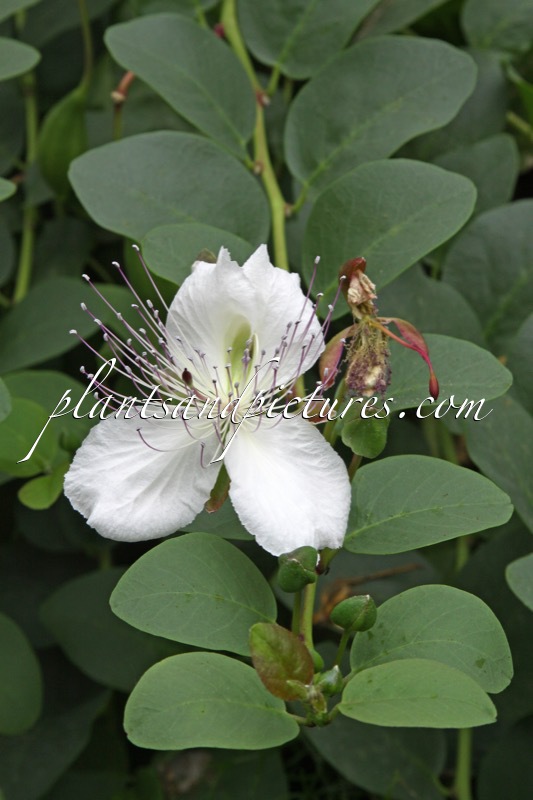 Capparis spinosa