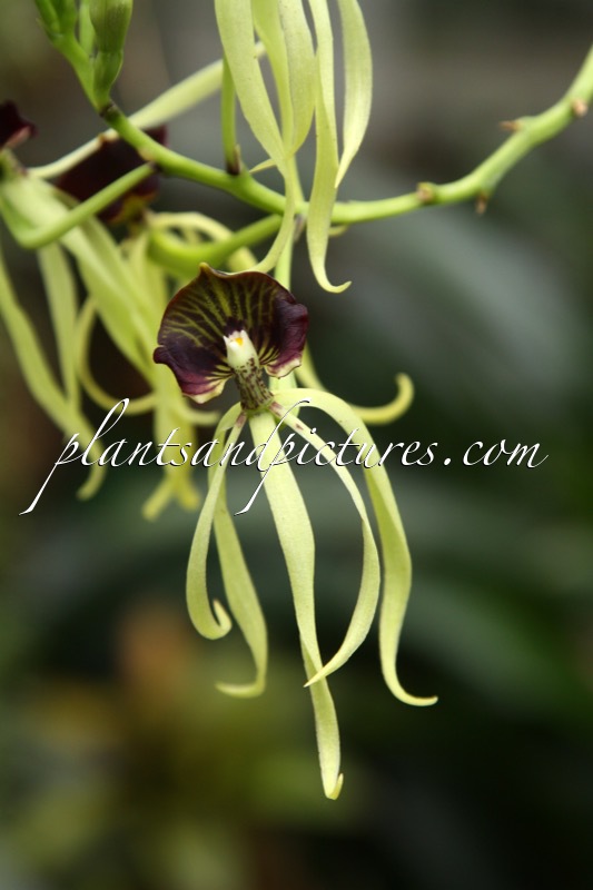 Prosthechea cochleata