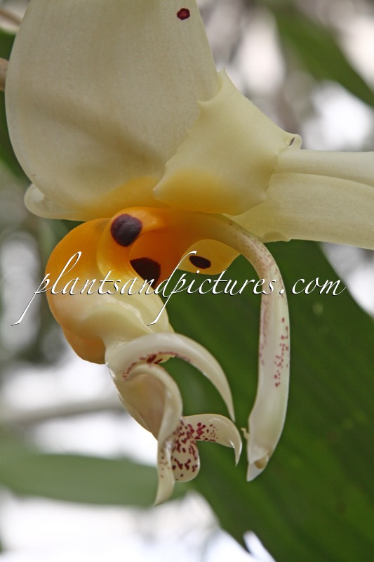 Stanhopea strobelii