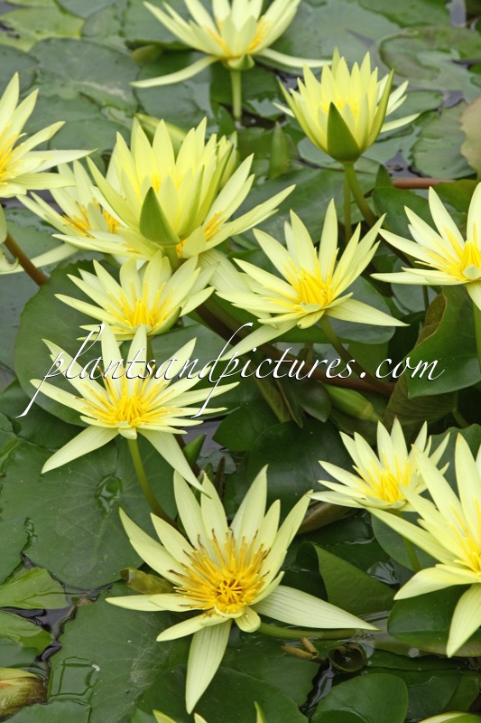 Nymphaea ‘St. Louis Gold’