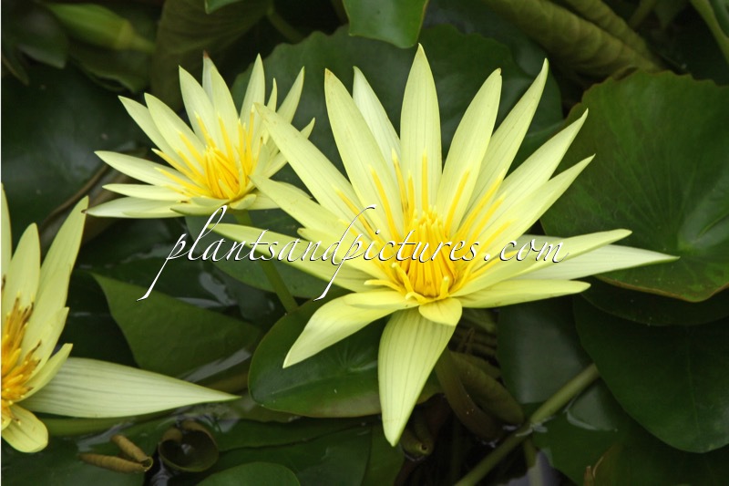 Nymphaea ‘St. Louis Gold’