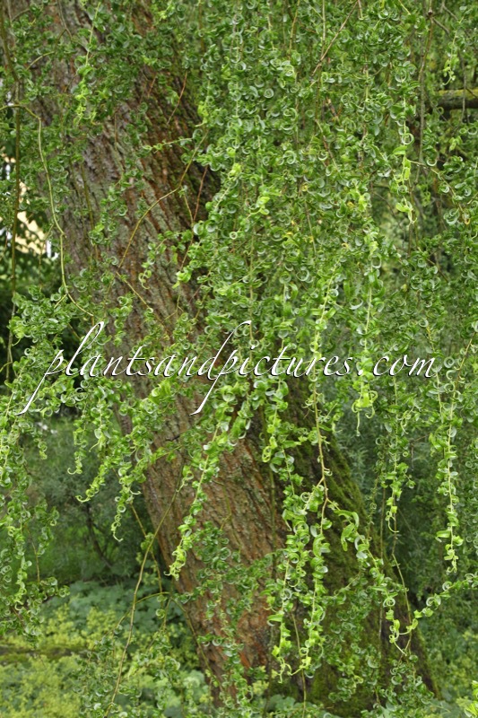 Salix babylonica ‘Crispa’