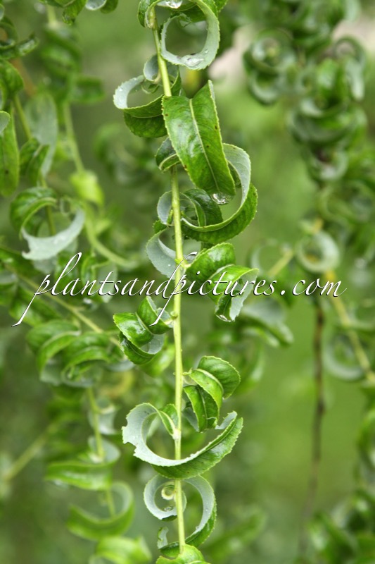 Salix babylonica ‘Crispa’