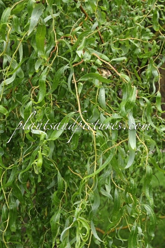 Salix ‘Erythroflexuosa’