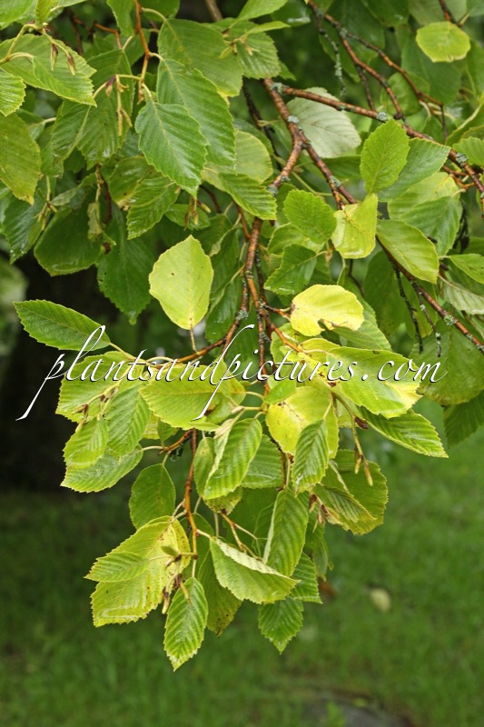 Alnus incana ‘Aurea’