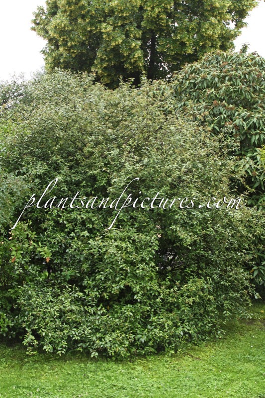 Viburnum utile