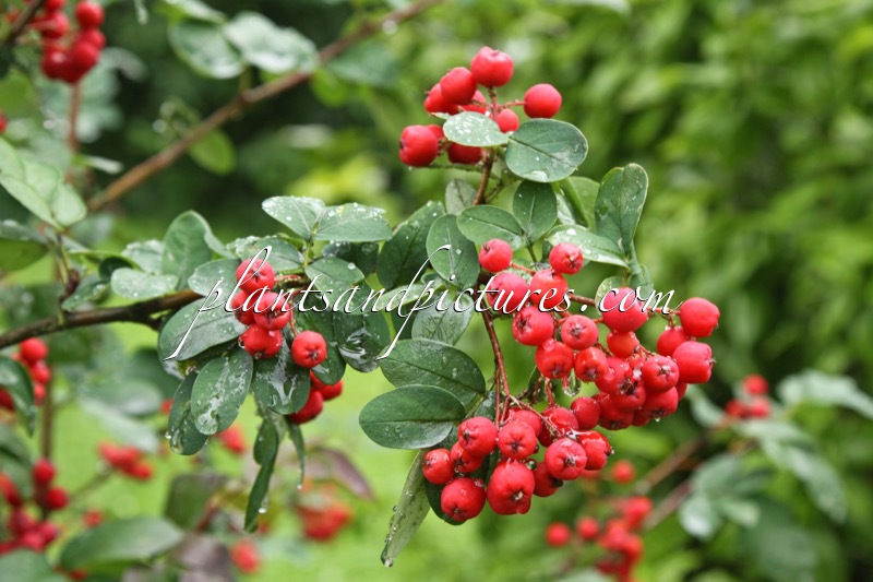 Sorbocotoneaster pozdnjakovii