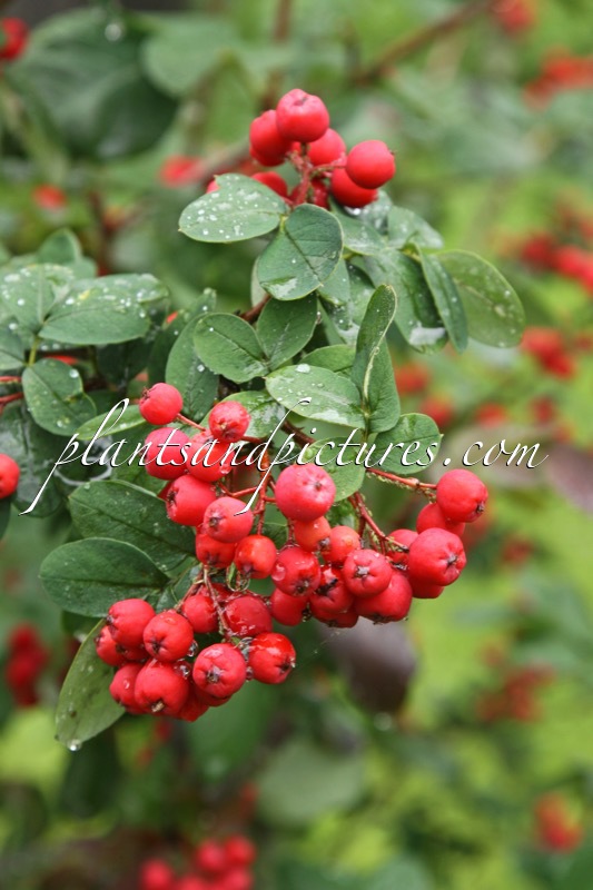 Sorbocotoneaster pozdnjakovii