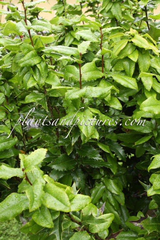 Mahoberberis neubertii