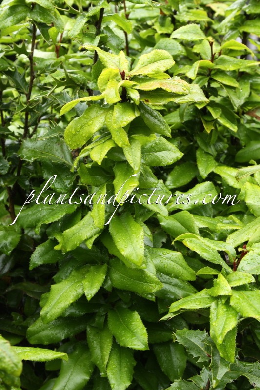 Mahoberberis neubertii