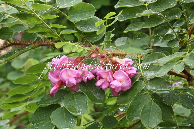Robinia hispida ‘Macrophylla’