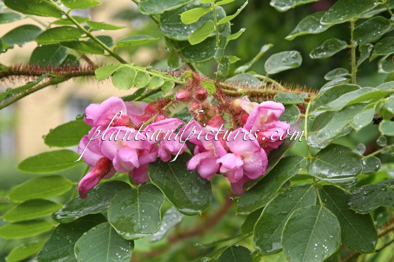 Robinia hispida ‘Macrophylla’