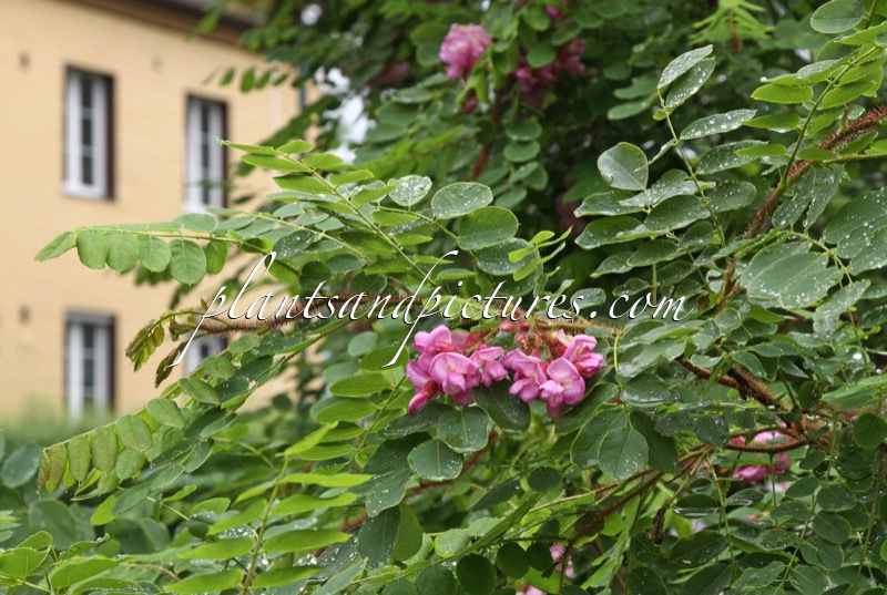 Robinia hispida ‘Macrophylla’