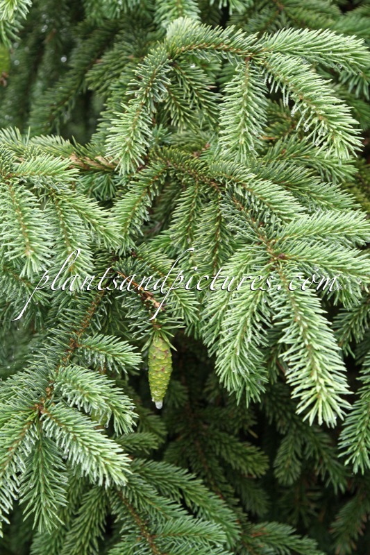 Picea engelmannii