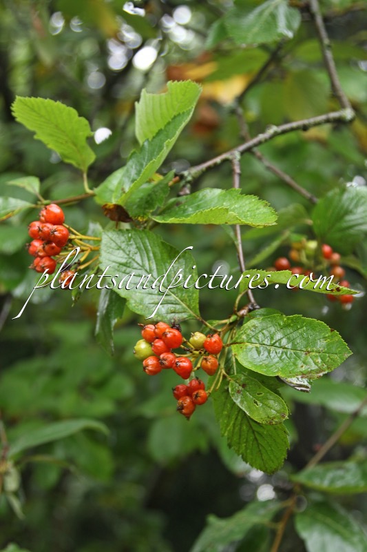 Sorbus hostii