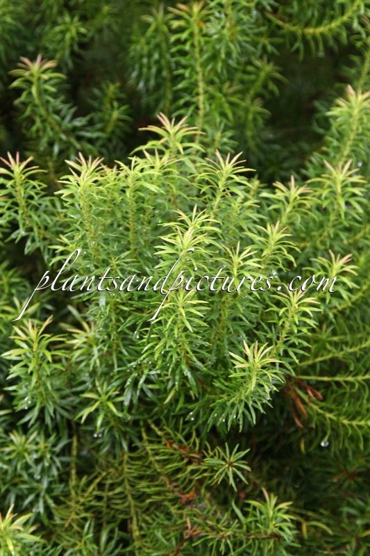 Pieris japonica ‘Pygmaea’